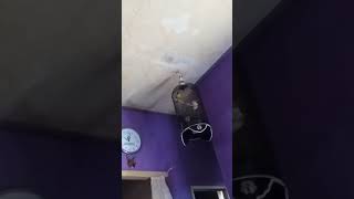 Download lagu Love bird dacori mp3