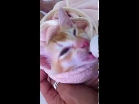 Feeding kitten with goat milk