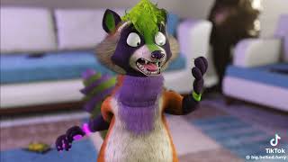 Racoon Belly Inflation TikTok Video