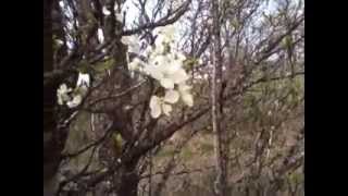 Mystery Fruit Tree Blooming