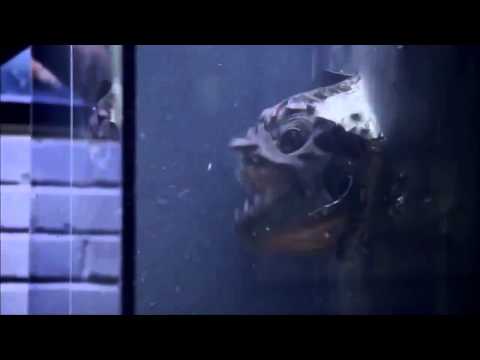 Piranha 3DD (bande annonce) official Trailer