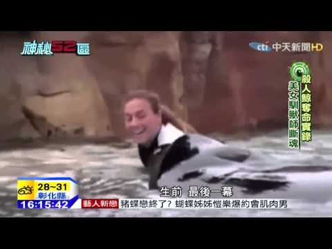 20150401中天新聞　殺人鯨奪命實錄　美女馴獸師斷魂