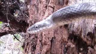 preview picture of video 'Black Rat Snake Tate City'