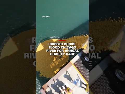 Chicago River turns yellow as rubber ducks race for a cause