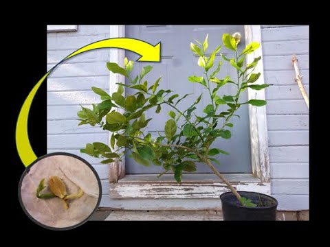 From Seed to Sapling: Lemon Tree Three Year Time-Lapse