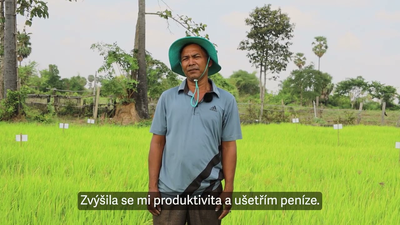 🌾Co pomohlo pěstitelům rýže v Kambodži?