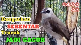 Download lagu PANCINGAN DAN MASTERAN TRUCUKAN AGAR TRUCUK RAJIN BUNYI PAGI SIANG DAN MALAM mp3 Download lagu PANCINGAN DAN MASTERAN TRUCUKAN AGAR TRUCUK RAJIN BUNYI PAGI SIANG DAN MALAM mp3