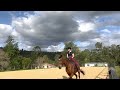 Rusty Iron Red 16 Year Old Thoroughbred Allrounder