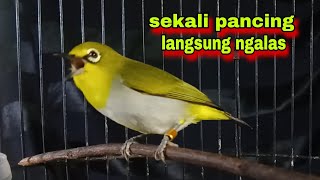 Download lagu Burung Pleci Gacor Ngalas Nembak | Pleci Ngalas Malam Hari Untuk Pancingan mp3 Download lagu Burung Pleci Gacor Ngalas Nembak | Pleci Ngalas Malam Hari Untuk Pancingan mp3