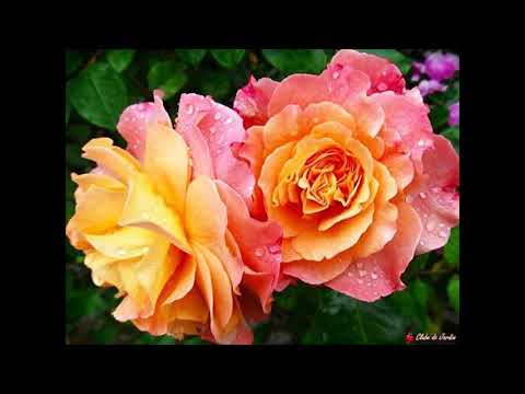 Primavera video