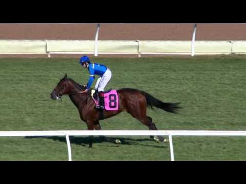 Path Of David, Arabian Leopard Headline Eddie Logan Stakes