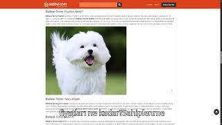 PATİBUL MALTESE TERRİER SAHİPLENME HİKAYEM