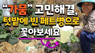 텃밭(고추 호박 등)에 페트병을 꽃아보세요 가뭄 걱정 없습니다 귀농귀촌 텃밭농사