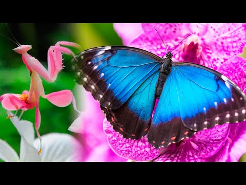 The Most BEAUTIFUL INSECTS  In The World 🦋