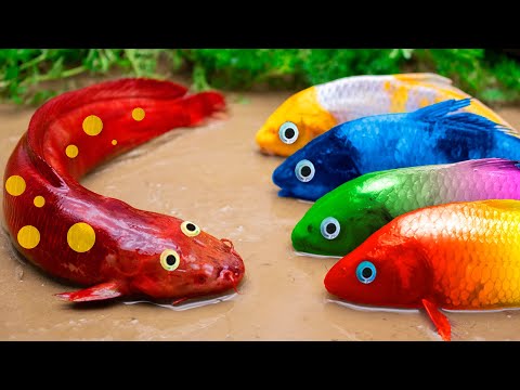 Carp Squad Playing Hide-and-seek Encounters Cunning Catfish - Primitive Cooking - Stop Motion Asmr