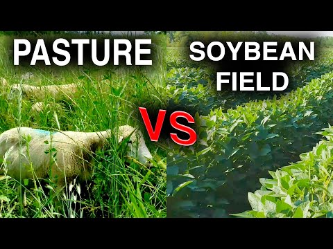 Regenerative Agriculture vs Plant Based 2020
