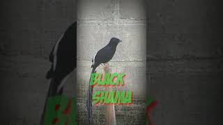 Download lagu Murai Hitam Gacor - Black Shama mp3