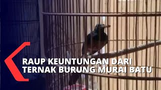 Download lagu Mantan Karyawan Perusahaan BUMN Raup Cuan dari Hobi Ternak Burung Murai di Usia Pensiun nya mp3 Download lagu Mantan Karyawan Perusahaan BUMN Raup Cuan dari Hobi Ternak Burung Murai di Usia Pensiun nya mp3