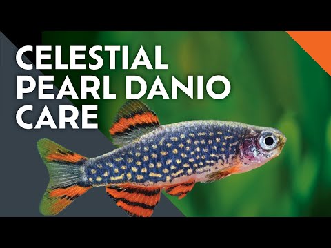 Celestial Pearl Danio Care Guide: What I Learned