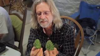 Grow Cannabis – Cannabis Expeditions The Green Giants of California – by Jorge Cervantes