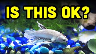 Why does my betta fish stay at the bottom of the tank?