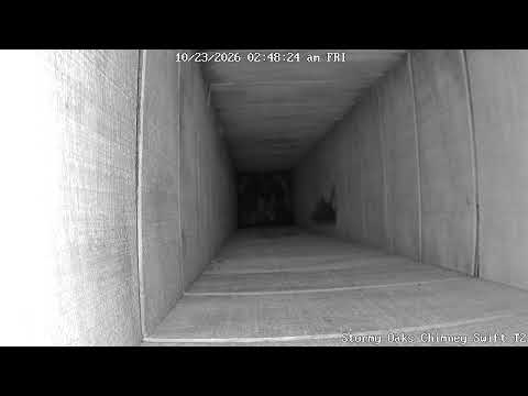 Live webcam view of Chimney Swift Nest Cam