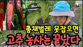 총채벌레를 못 잡으면 1년 농사는 끝났다. If we don't catch the beetle, the pe…