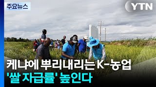 케냐에 뿌리내리는 K-농업...'쌀 자급률' 높인다 / YTN