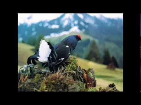 Wann der Spielhahn boizt