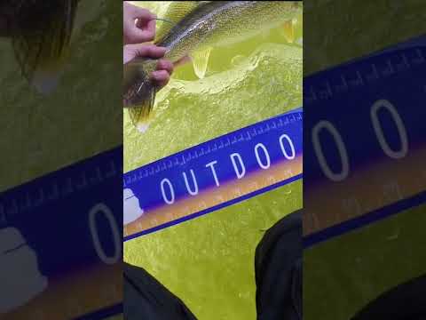 Measuring and TAGGING a Walleye (Fish Science)