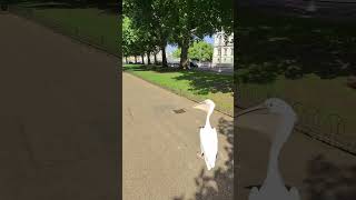 Ray-Ban Meta AI glasses video test #36 - Pelican