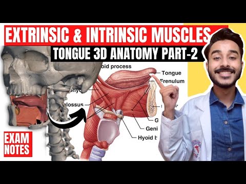 Tongue Muscles Anatomy | extrinsic muscles of tongue anatomy | intrinsic muscles of tongue anatomy