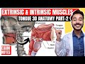Tongue Muscles Anatomy Extrinsic Muscles Of Tongue Anatomy Intrinsic Muscles Of Tongue Anatomy