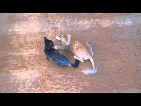 clark attacking chester 11 1 15