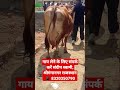 Top Breed, Top Class Sahiwal Cow For Sale, #original #breed #sahiwal #cow #cow_farm #trending #shots