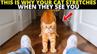 Does Your Cat Stretch When They See You? (This Is What It Really Means)