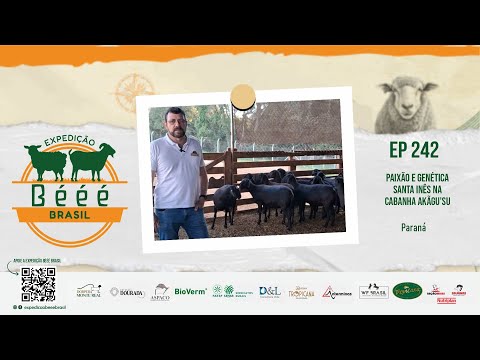 Paixão e genética Santa Inês na Cabanha Akãgu'Su - PR - EP 242