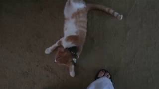 What I need someone to do while I am on vacation and Zak needs all of the attention