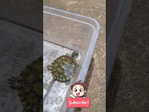 Ochaaaa #funny #roblox #memes #robloxedit #cute #turtle #shorts #shortvideo