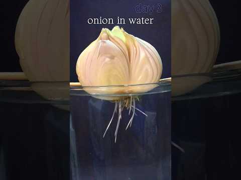 onion in water time lapse , growing for 10 days , more videos on @seed_lapse