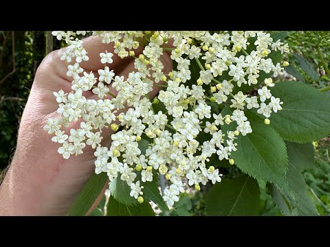 Fermented Elderflower and Apple Soda