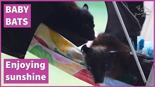 Cute baby bats enjoying sunshine