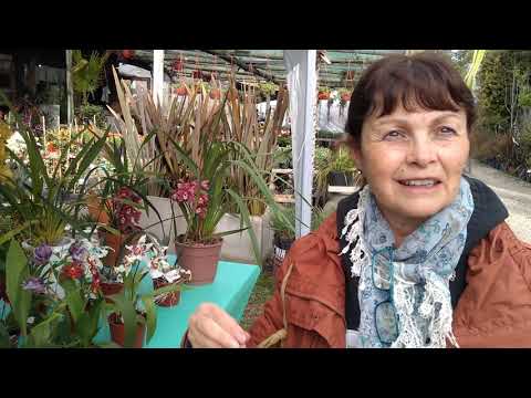 El mundo de las orquídeas, en la Expo Verde "Primavera en Flor"