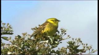 Yellowhammer singing