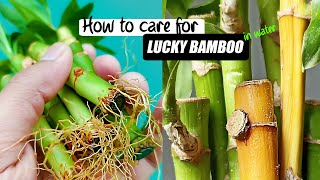 How to care for Lucky bamboo in water