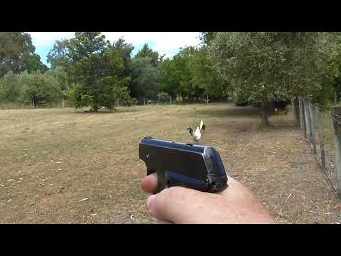 PERFECTA/ D.B.P WARNING SHOTS...BACK OFF ROOSTER!!