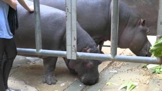Hippo Encounter at the L.A. Zoo