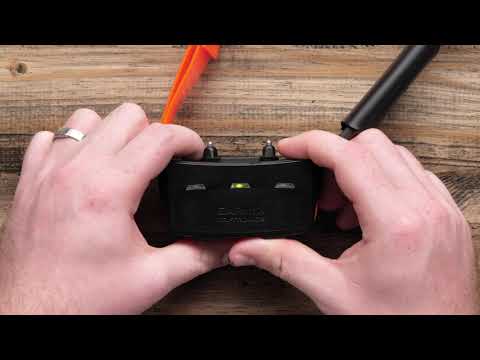 Support: Pairing a Collar with an Alpha® 100