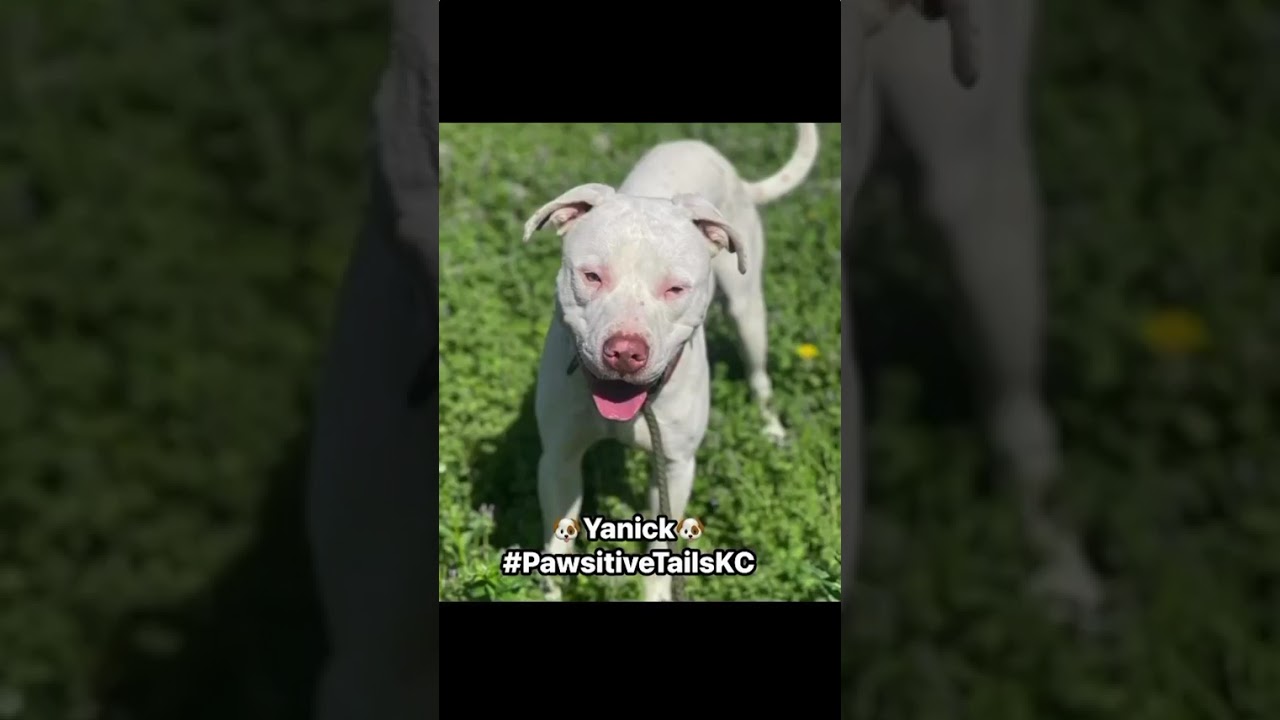Enlarge Yanick, a Adoptable mixed breed in Olathe, KS video 6/6