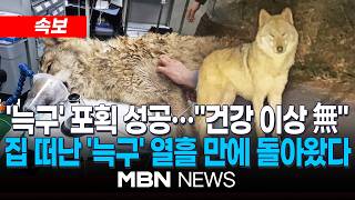 [속보] 오월드 탈출 '늑구' 포획 성공…건강 이상 없어 / '늑구' 열흘만에 집으로…무사해서 고마워 | MBN NEWS